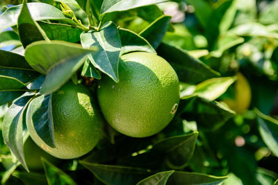 Close-up of fresh green tree