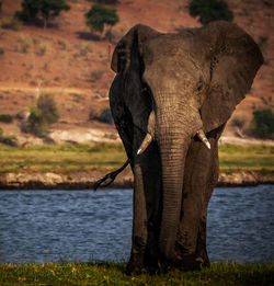 Elephant drinking water