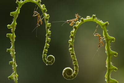 Close-up of green plant