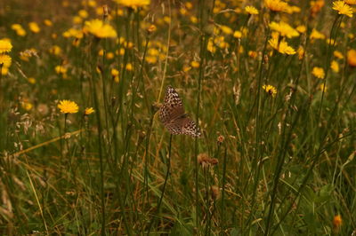 Close-up of butterfly on grass in field