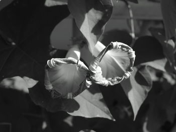 Close-up of person holding leaves