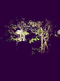 View of illuminated trees at night