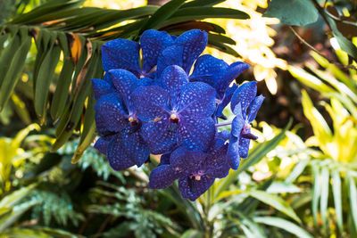 Violet flowers in bloom on a summer day