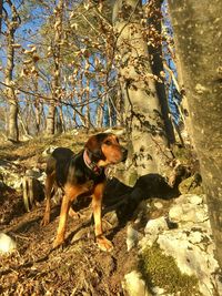 Dog standing by tree trunk in forest