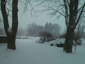 Bare trees on snow covered landscape