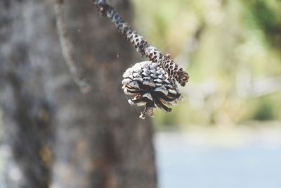 Close-up of insect on plant