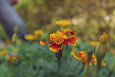 Close-up of marigolds growing on field
