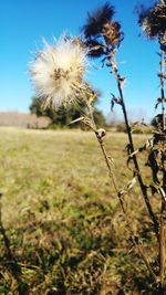 Close-up of dandelion growing on field