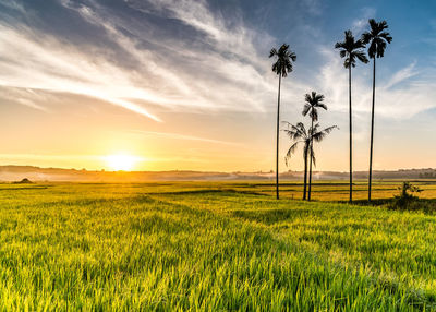 Scenic view of field against sky during sunset