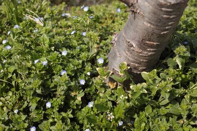 Plant growing on a tree