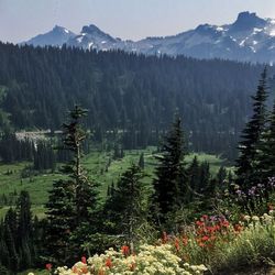 Scenic view of forest against sky