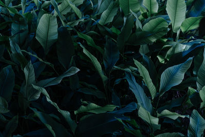 Full frame shot of fresh green leaves on field