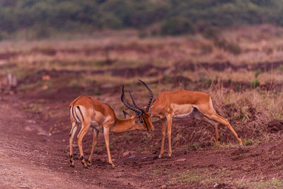animal wildlife