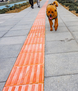 High angle view of dog walking on footpath