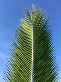 Low angle view of palm tree against sky