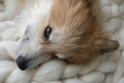 Close-up of a corgi dog resting