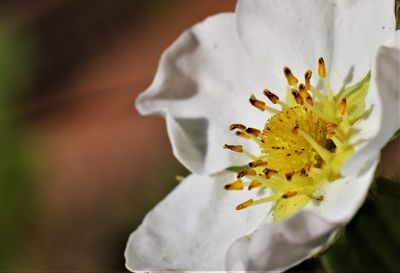 Close-up of white flowering plant