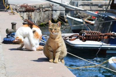 Cats in a water