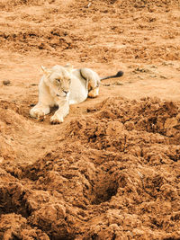 High angle view of lion on sand at beach
