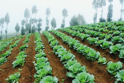 Panoramic view of corn field