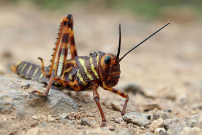 Close-up of insect on rock