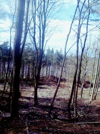 Bare trees in forest