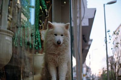 Portrait of dog standing outdoors