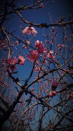 Low angle view of tree against blue sky