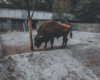 animal