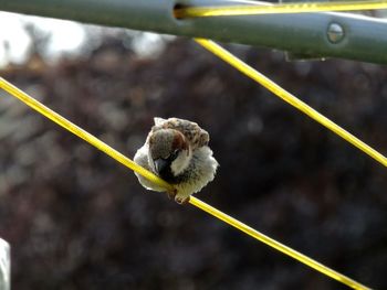 Close-up of bird on a wire