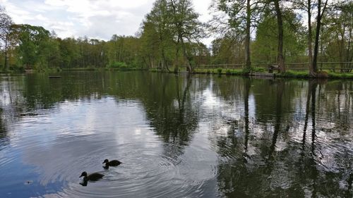 View of ducks swimming in lake