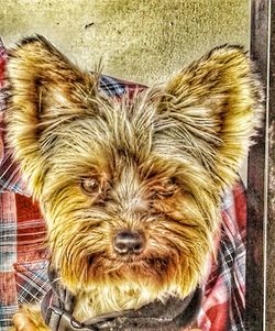 Close-up portrait of dog at home