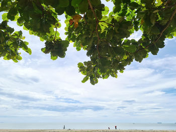 Low angle view of tree against sky