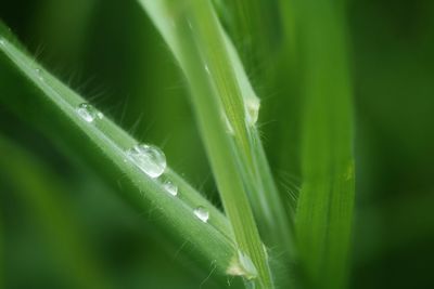 Close-up of wet grass