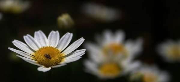 Close-up of white daisy blooming outdoors