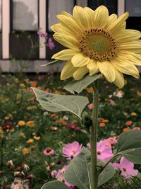 Close-up of yellow flowering plant