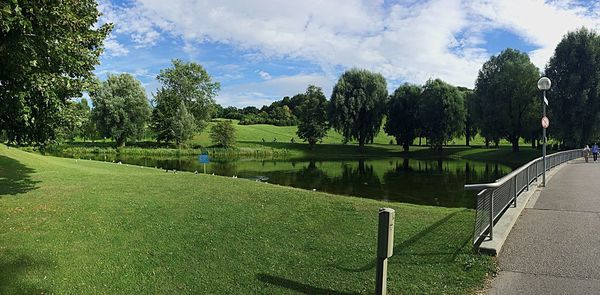 Trees on grassy field in park