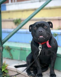 Portrait of black dog