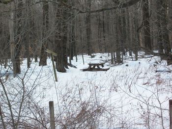 Snow covered bare trees in forest during winter