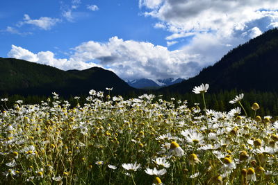 Scenic view of flowering plants on field against sky