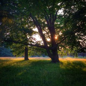 Trees on field