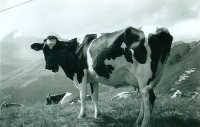 Cow standing in a field