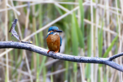 Close-up of bird perching on branch