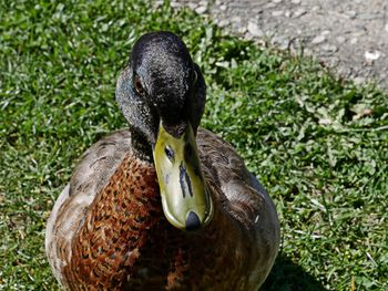 High angle view of swan on grass