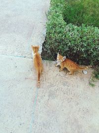 High angle view of a cat