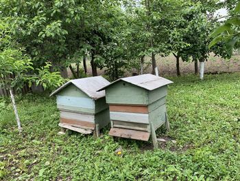 View of an animal on field