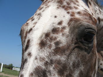 Close-up of elephant