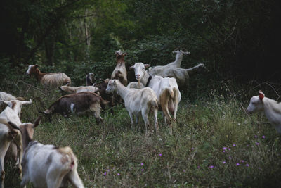 Flock of sheep in a field