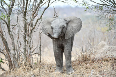 Elephant standing in a forest