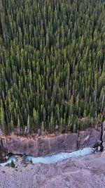 Pine trees by river in forest